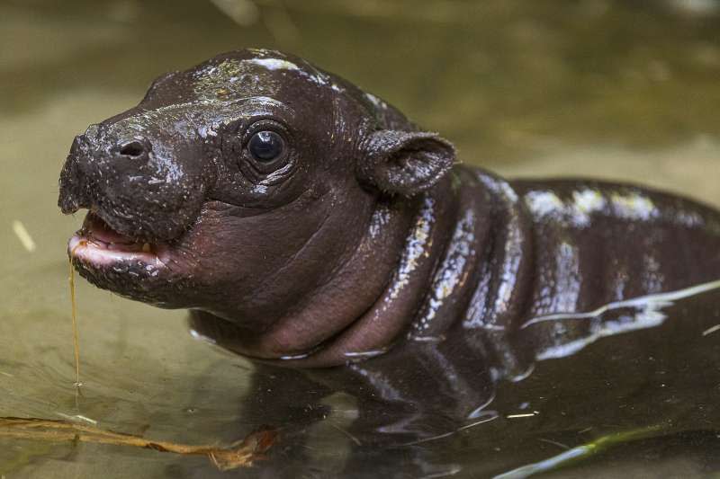 美國加州聖地牙哥動物園喜迎侏儒河馬寶寶（AP）