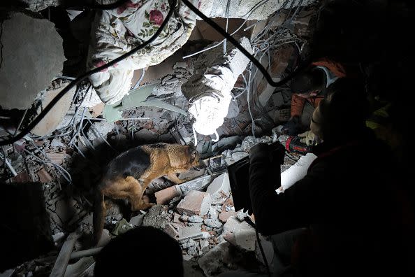 ELBISTAN, TURKEY - FEBRUARY 09: A rescue dog smells the debris of a ruined building while search and rescue operations continue on  February 9, 2023 in Elbistan Turkey. A 7.8-magnitude earthquake hit near Gaziantep, Turkey, in the early hours of Monday, followed by another 7.5-magnitude tremor just after midday. The quakes caused widespread destruction in southern Turkey and northern Syria and were felt in nearby countries.  (Photo by Mehmet Kacmaz/Getty Images)