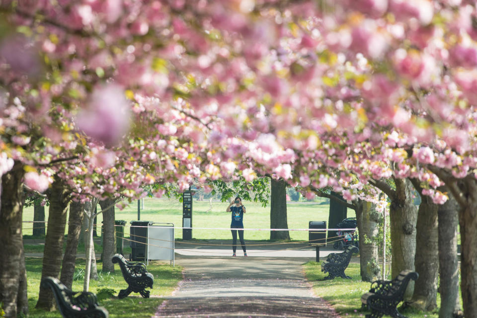 Visitors to Greenwich Park in south east London take their daily exercise and photograph the cherry blossom in the Royal Park as the UK continues in lockdown to help curb the spread of the coronavirus. PA Photo. Picture date: Thursday April 16, 2020. See PA story HEALTH Coronavirus. Photo credit should read: Stefan Rousseau/PA Wire