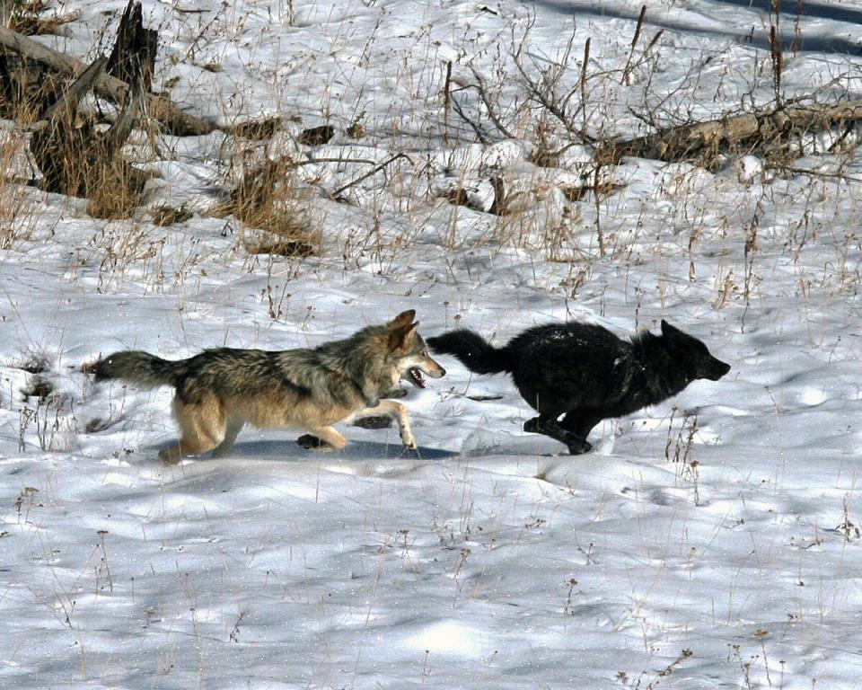 Gray wolves, which are not always gray, are protected under the Endangered Species Act.