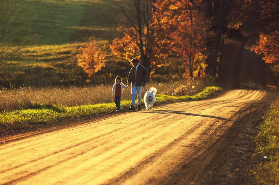 A man and a young girl walk hand in hand with a white fluffy dog on a country road, surrounded by trees with fall foliage