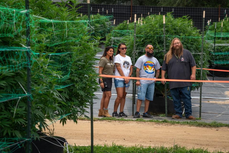 Grasshopper Farms employees and visitors look at cannabis plants at the Paw Paw farm's third annual open house on Aug. 26, 2023.