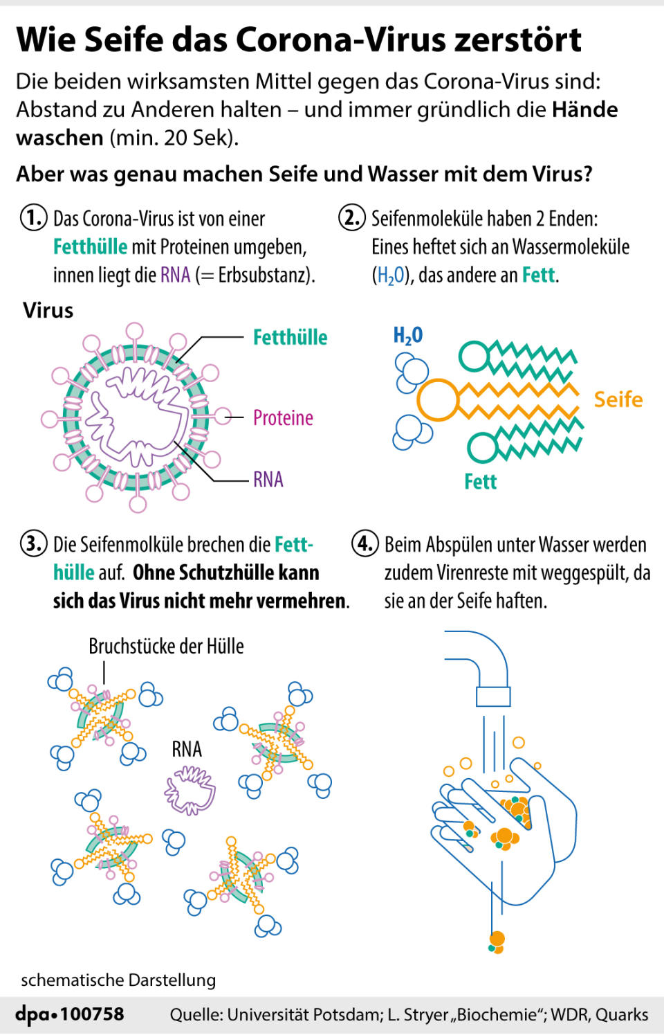 Wie Seife das Corona-Virus zerstört (Grafik: A. Brühl, dpa)