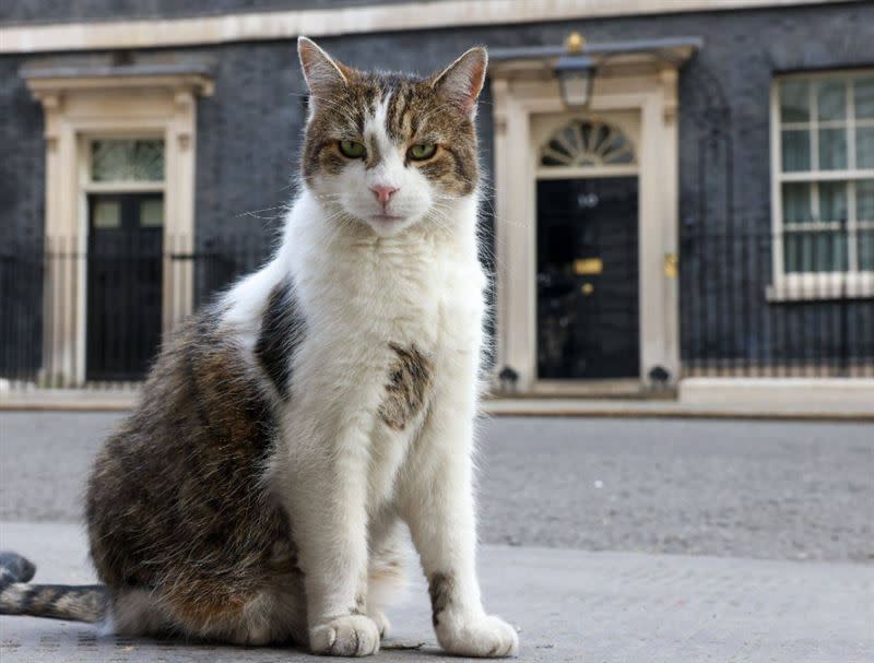 昨日為英國捕鼠大臣賴瑞上任12週年。（圖／翻攝自@Number10cat 推特）