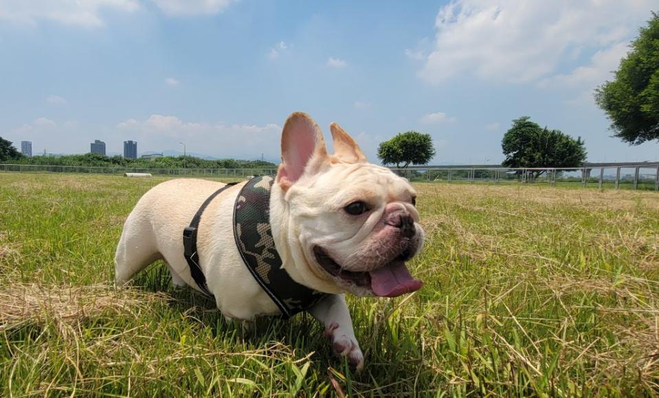 新北市第六座新莊第一座寵物公園將啟用，提供廣大草地讓毛寶貝盡情奔跑。　（記者吳瀛洲攝）