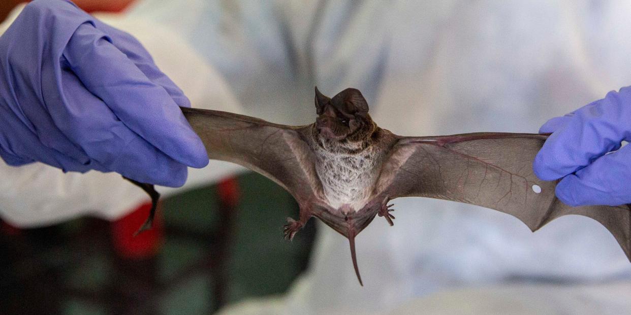 RATCHABURI, THAILAND - SEPTEMBER 12: A team of ecologists and ecology students from Kasetsart University collect wingspan data from a wrinkle-lipped free-tailed bat at an on site lab near the Khao Chong Pran Cave on September 12, 2020 in Ratchaburi, Thailand. A team of researchers consisting of scientists, ecologists, and officers from Thailand's National Park Department have been conducting bat sampling collection missions throughout Thailand's countryside in an effort to understand the origins of COVID-19. Led by Dr. Supaporn Wacharapluesadee, who's team at the Thai Red Cross Emerging Infectious Diseases-Health Science Center at Chulalongkorn University was the first to analyze and confirm a COVID-19 case outside of China and has led the research in Thailand on tracing the virus. The team from Chulalongkorn University has been researching coronaviruses for 10 years with an expertise in the study of bats. The research team takes part in a catch and release program where they sample saliva, excrement, blood and tissue samples from a variety of bats in Thailand. (Photo by Lauren DeCicca/Getty Images)