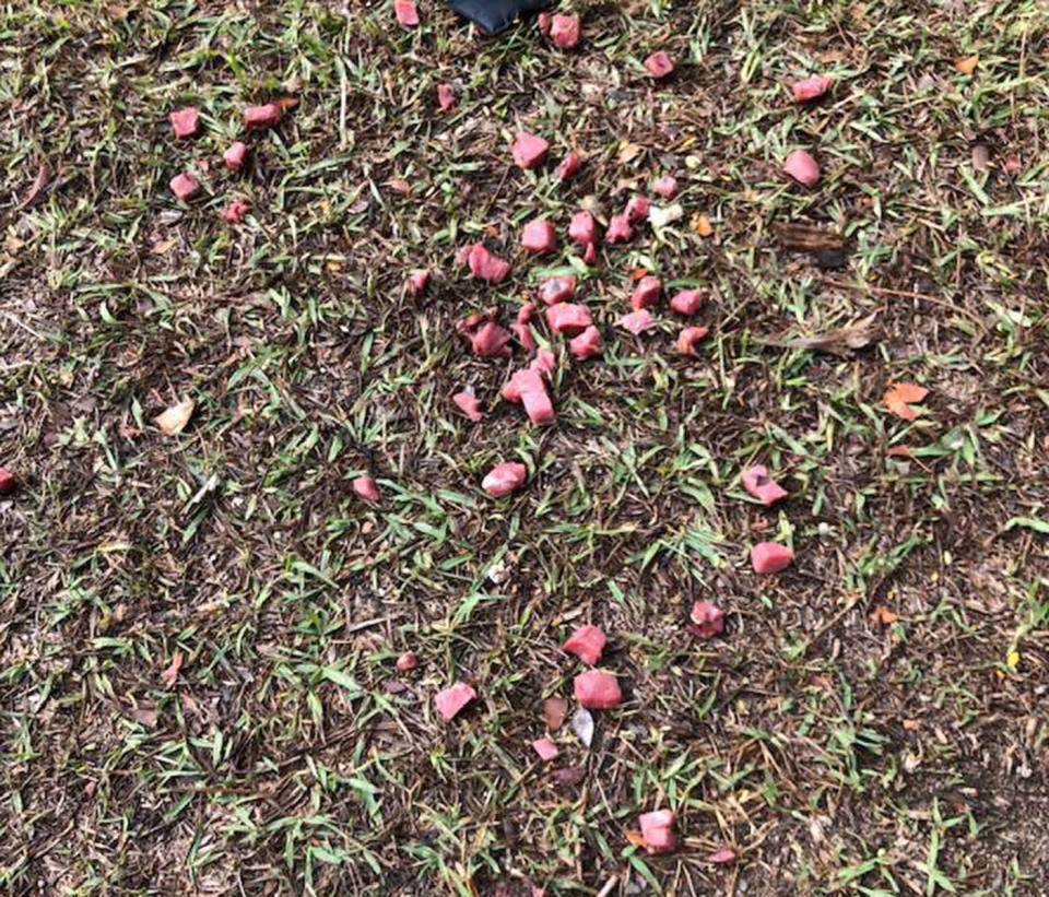 A Brisbane man found meat scattered at New Farm Park the morning after a dog's death. Source: Robert Riseley / Facebook