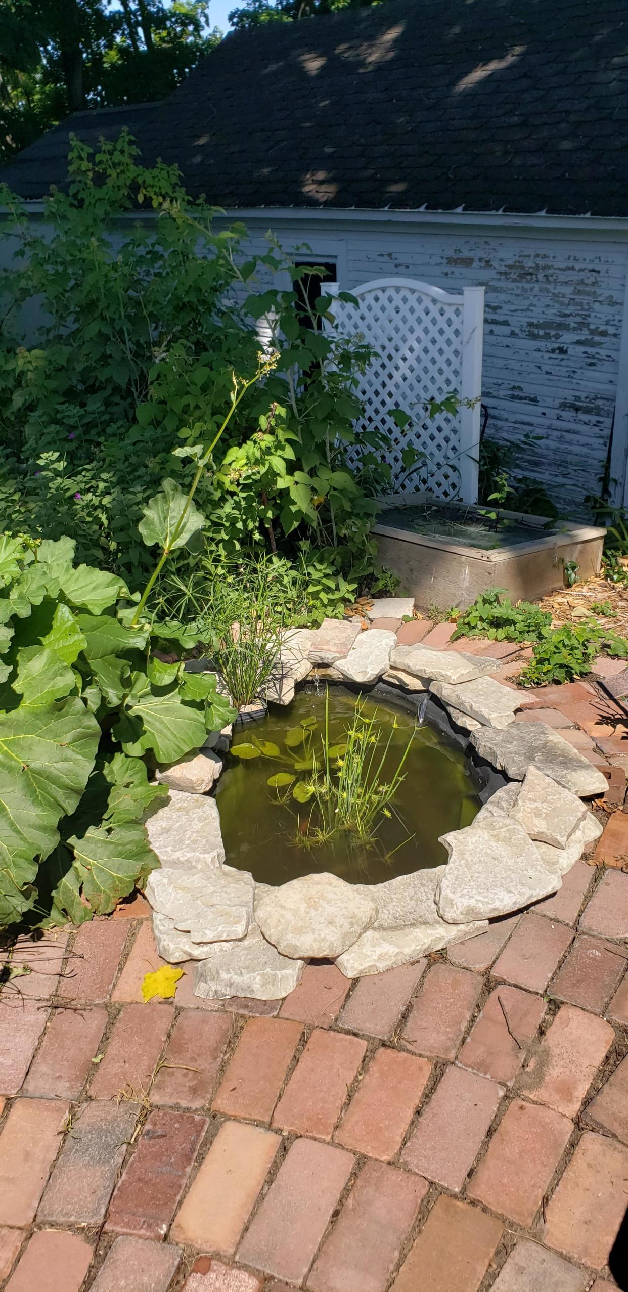 The Agria's pocket water garden in action.