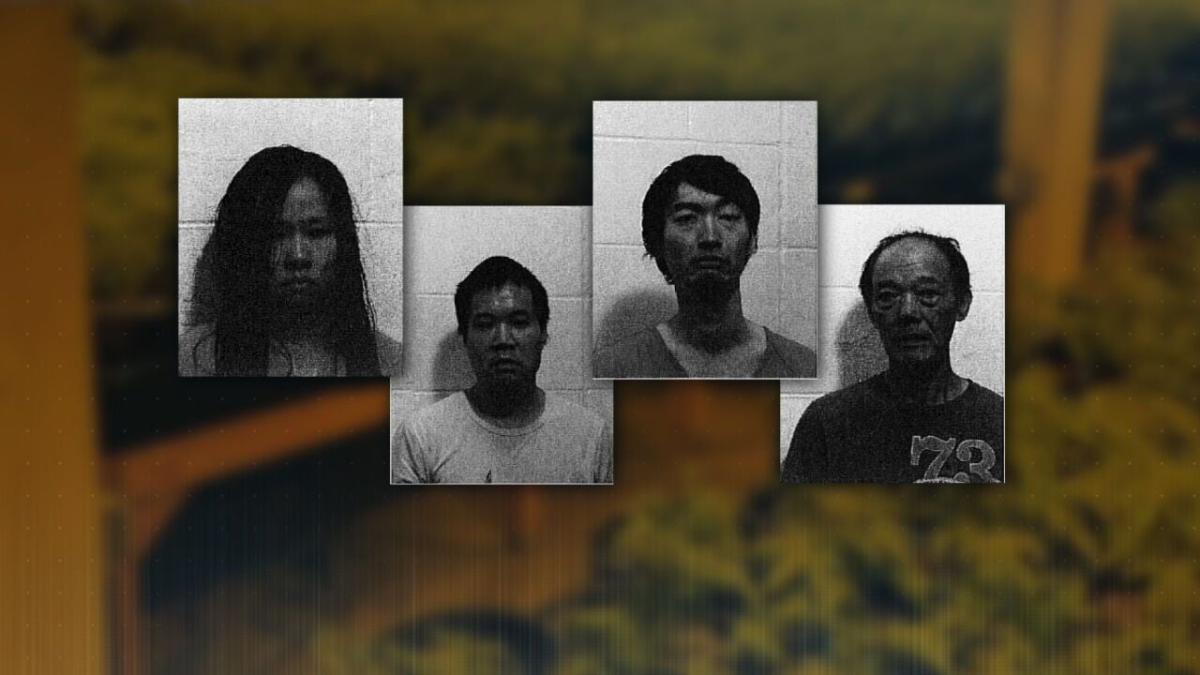 4 arrested in massive marijuana bust in Pierce County: Officials