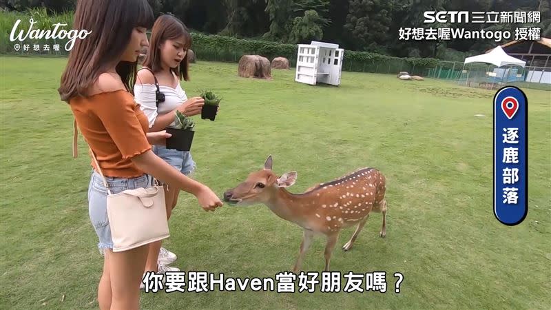 Haven和Tara在「逐鹿部落」體驗射箭與餵食小鹿。（圖／好想去喔Wantogo 授權）
