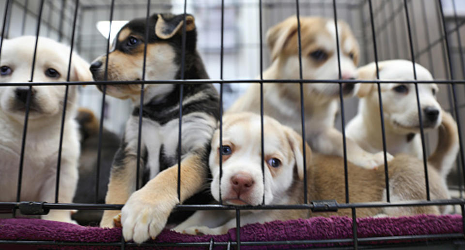 Pet shops in California, western US, will be banned from selling non-rescue dogs, cats and rabbits. 
