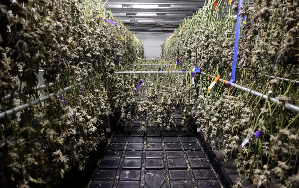 Cannabis plants hang in a drying and curing room at the Dragonfly Wellness Grow Facility in Moroni on Friday, April 28, 2023. | Kristin Murphy, Deseret News