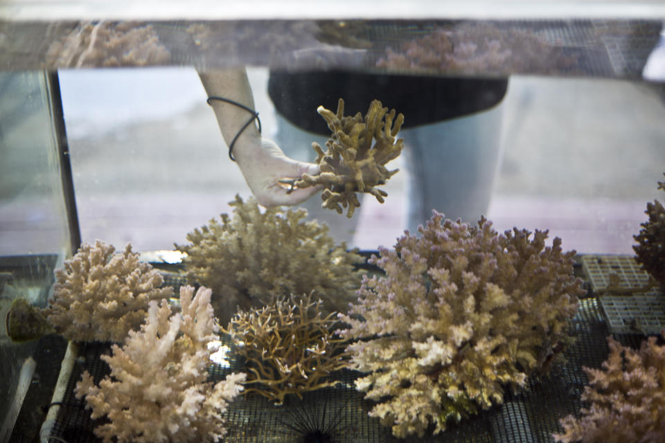 In this Monday, Feb. 11, 2019 photo, Jessica Bellworthy, coral researcher at the Interuniversity Institute for Marine Sciences, IUI, examines coral in tanks treated to simulate future climate change conditions in the Red Sea city of Eilat, southern Israel. As the outlook for coral reefs across our warming planet grows grimmer than ever, scientists have discovered a rare glimmer of hope: the corals of the northern Red Sea may survive, and even thrive, into the next century. The coral reefs at the northernmost tip of the Red Sea are exhibiting remarkable resistance to the rising water temperatures and acidification facing the region, according recent research conducted by IUI. (AP Photo/Ariel Schalit)