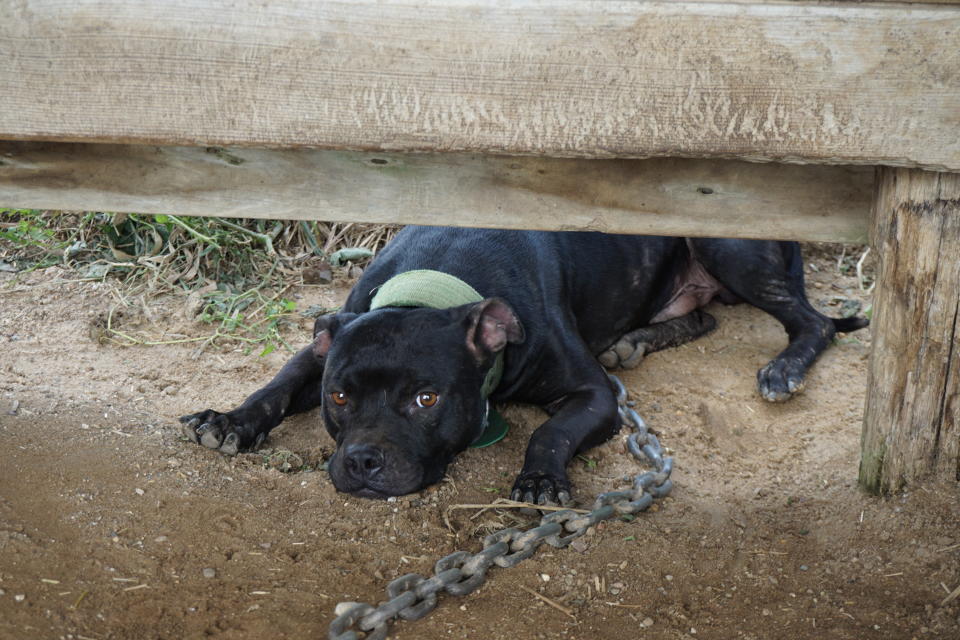 Dogs on the property were found tethered with heavy chains. (Photo: ASPCA)