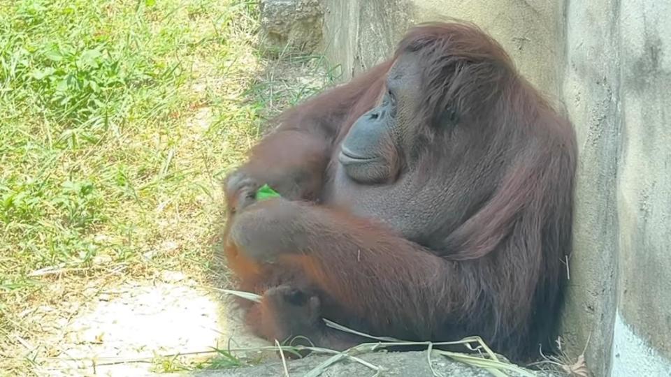 紅毛猩猩將毛巾擰乾。（圖／翻攝自壽山動物園臉書）