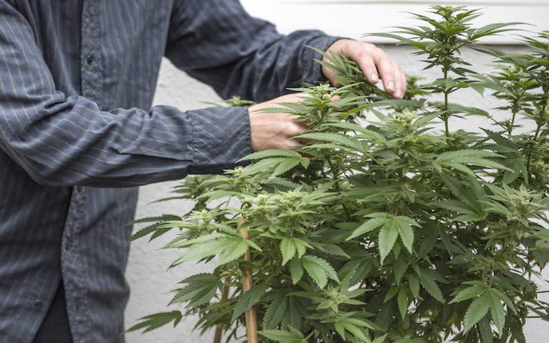 A cannabis grower in southern California tends to his plate on Feb. 10, 2017. In Canada, the Conservatives have been trying to get the Liberals to remove a portion of a bill that would allow up to four cannabis plants per household. Photo from Matt Masin/The Orange County Register via AP.