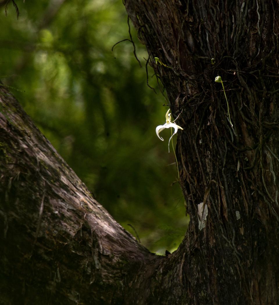 The famous ghost orchid at Audubon Corkscrew Swamp Sanctuary in Collier County is starting to bloom again. It has one bloom with several more on the way. The orchid was found in 2007. The rare orchid is a record breaking orchid because of how many blooms it produces and how high it is off the swamp floor. To see the orchid it is recommended that visitors bring binoculars or long photo lenses . Binoculars can be rented at the sanctuary.  Photographed on Friday, July 1, 2022 with a 600 mm lens with a 2x converter and a sturdy tripod on most of the images. 