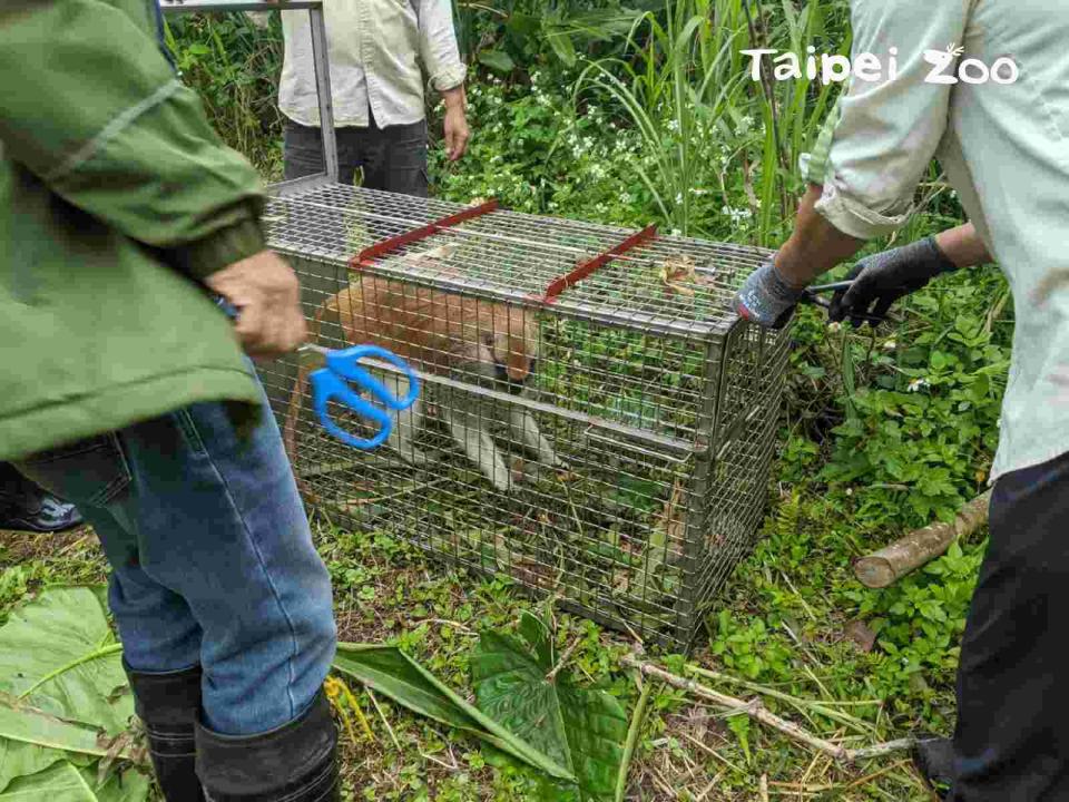 捕籠內的食物被「男道」吃光光了（台北市立動物園）