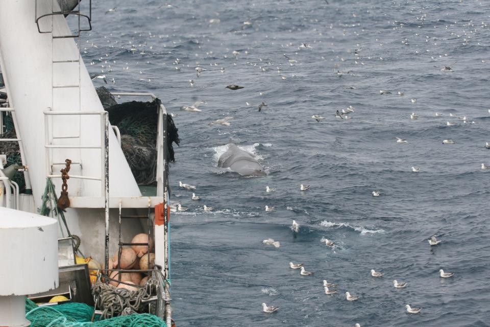 Fish in the water after escaping a fish trawler's net.