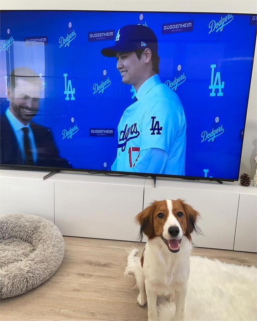 MLB／大谷翔平不再孤單！曝光與愛犬可愛互動：一起吃飯、睡覺很新鮮