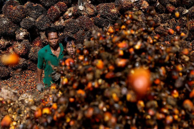 Palm oil plantation in Riau province as Indonesia has announced the ban on palm oil exports effective this week