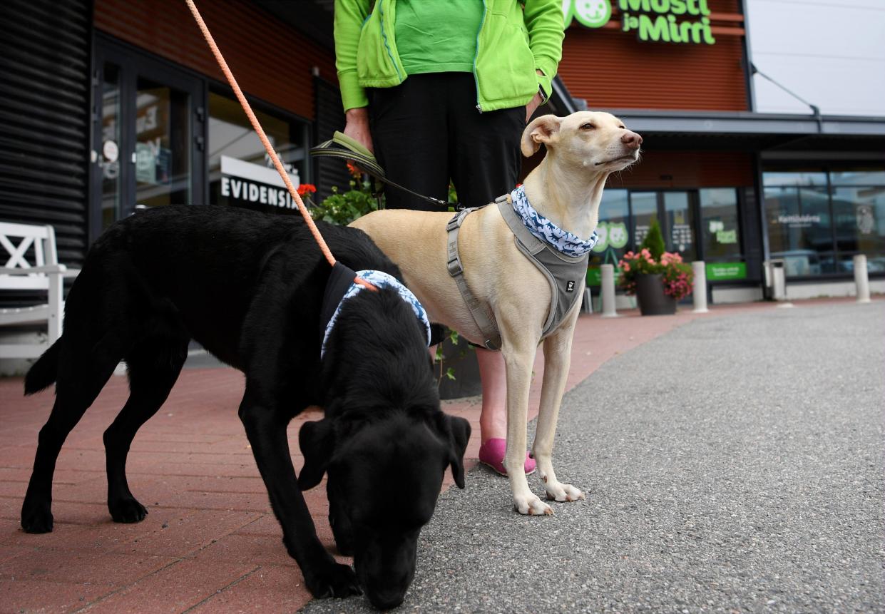 Coronavirus sniffer dogs are seen after being introduced at the Evidensia veterinary clinic in Vantaa, Finland on Wednesday, Sept. 2, 2020.