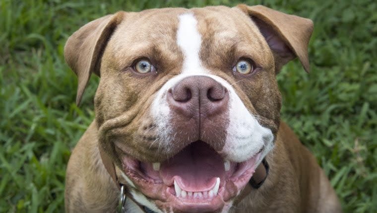 Rescue Dog Goes Viral After Shelter Jokingly Begs 'Someone Adopt This Hot Mess'