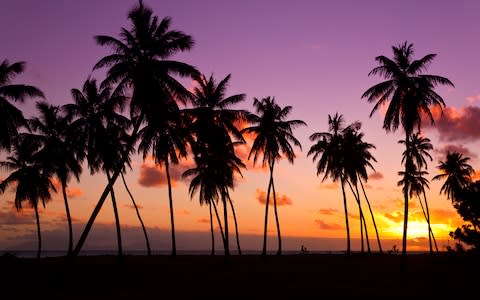 Sunset palms in Antigua - Credit: Getty