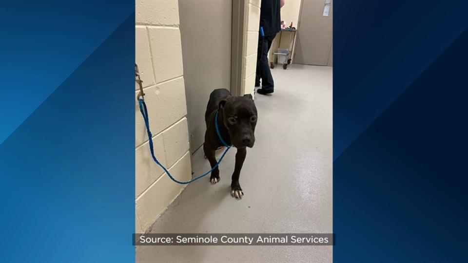 Seminole County Animal Services announced Friday that the shelter is over capacity and offering $5 dog adoptions to help make room.