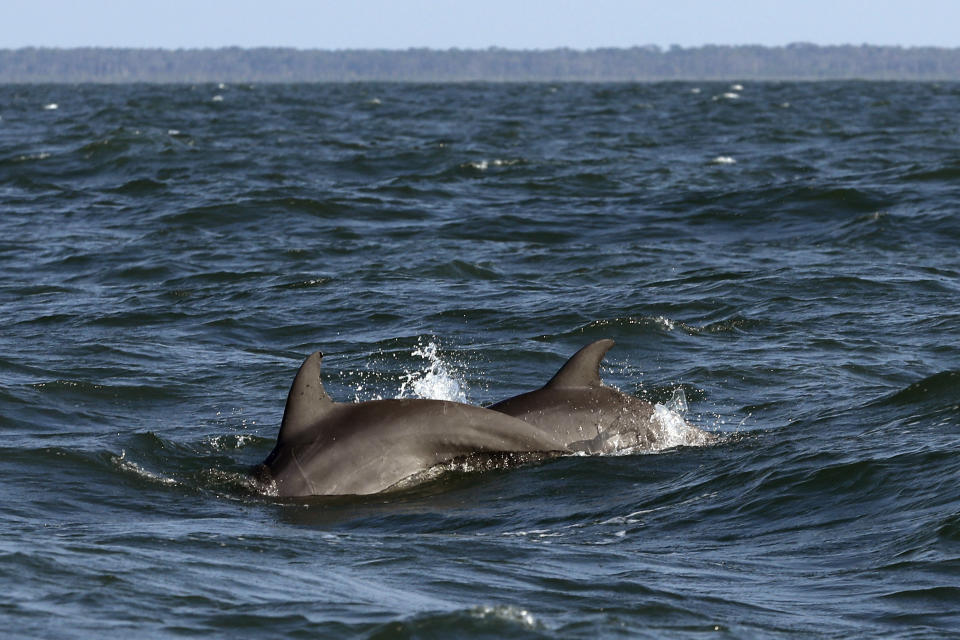 A pair of bottlenose dolphins surface off the coast off Savannah, Ga., as viewed from a vessel heading to Gray's Reef on Wednesday, Aug. 7, 2019. (AP Photo/Robert F. Bukaty)