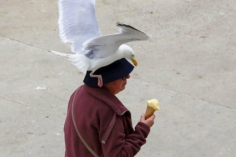 Seagulls dive-bombing for tourists’ ice creams and food in Cornwall