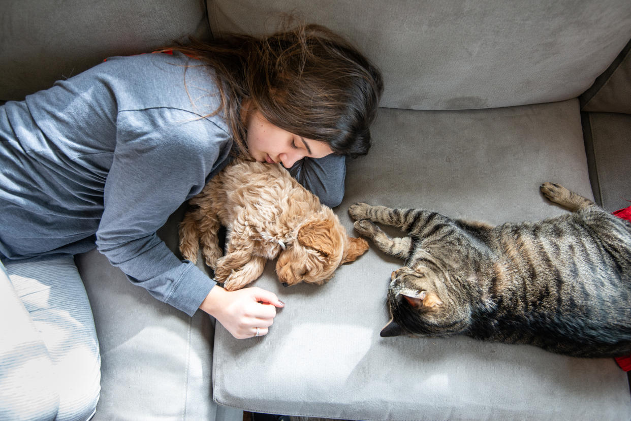 Mascotas dentro de casa y todo limpio se puede. Foto: Getty Images. 