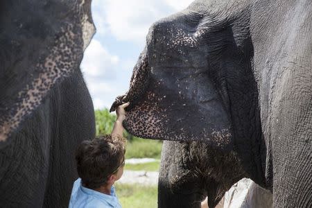 Trudy Williams shows where they draw blood for the study on the Asian elephants at the Ringling Bros. and Barnum & Bailey Center for Elephant Conservation in Polk City, Florida September 30, 2015. REUTERS/Scott Audette