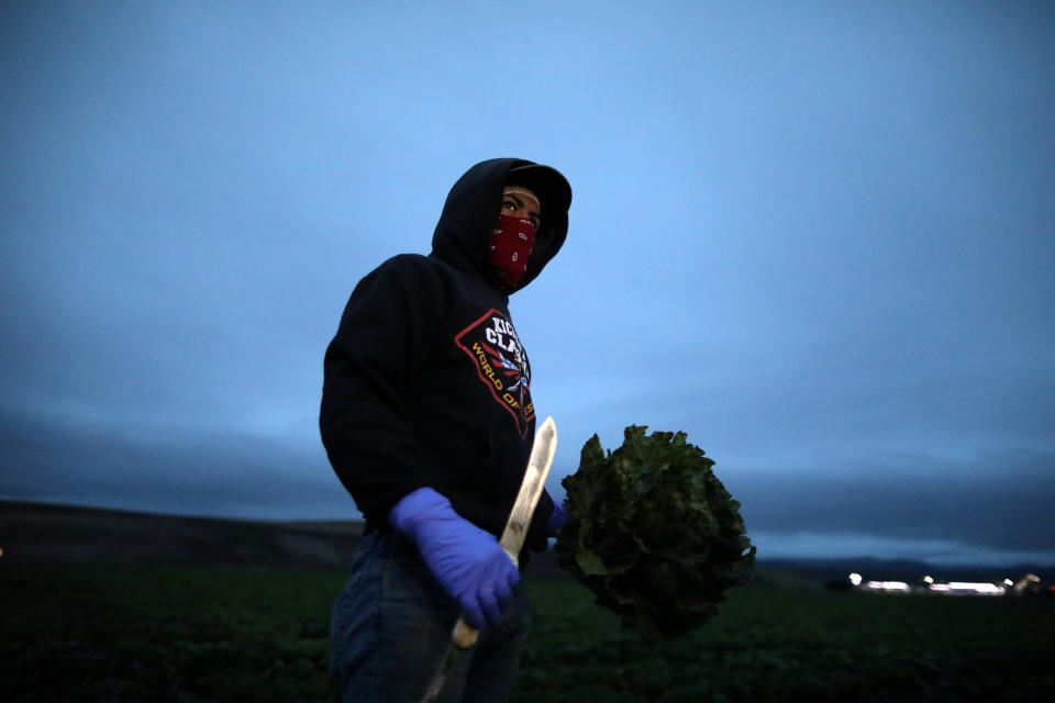 A migrant farmworker with an H-2A visa harvests romaine lettuce before dawn in King City, California, U.S., April 17, 2017. REUTERS/Lucy Nicholson SEARCH "H-2A NICHOLSON" FOR THIS STORY. SEARCH "WIDER IMAGE" FOR ALL STORIES.