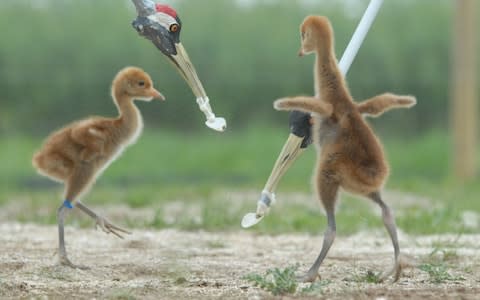 Crane chicks were fed with customised litter pickers, decorated to look like the bird’s beaks as part of the conservation project with the Wildfowl & Wetlands Trust - Credit: James Lee/WWT