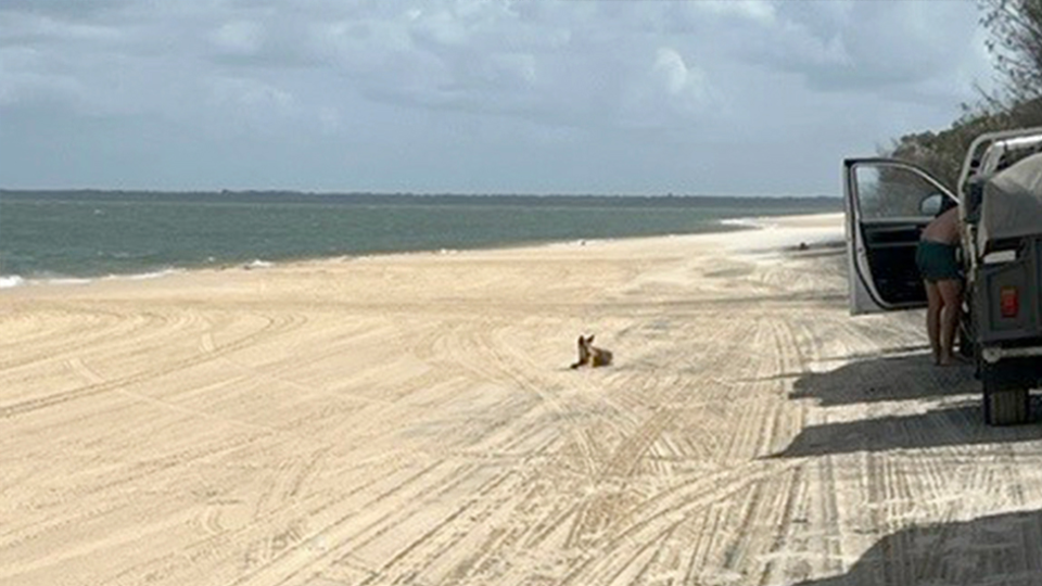 A dingo sits on the sand at K'gari. A man can be seen reaching into his vehicle nearby.