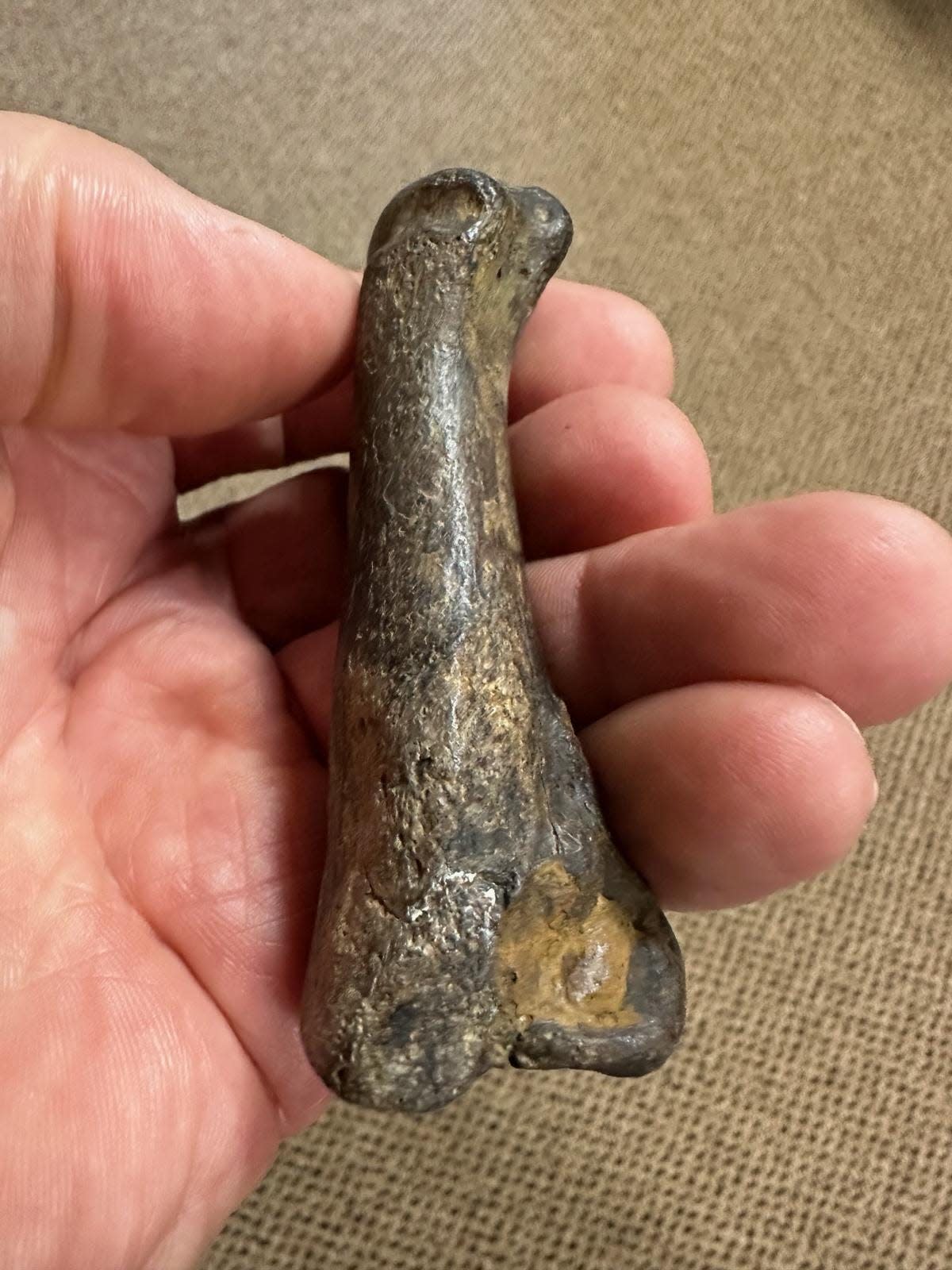 A fossilized toe bone found in Yazoo County, Mississippi, is a rare example of a bone from a saber-toothed cat, or saber-toothed tiger, as they are often called