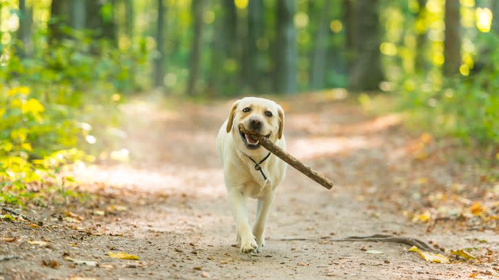 closeup image of a yeallow labrador retriever dog carrying a stick in forest