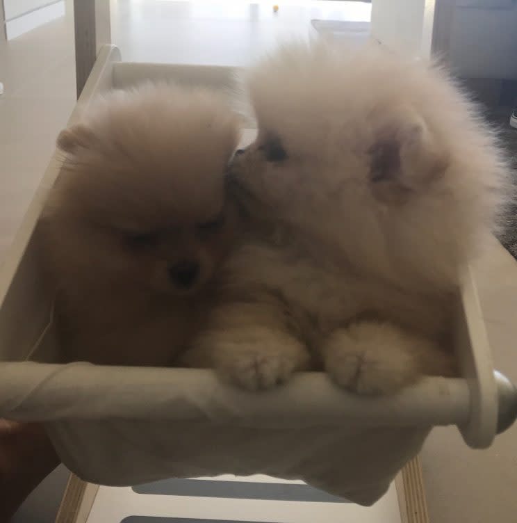 North’s cousin Penelope got a matching dog.