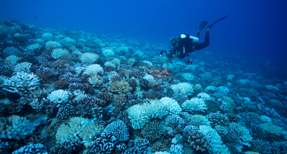 A person diving amongst bleached coral.