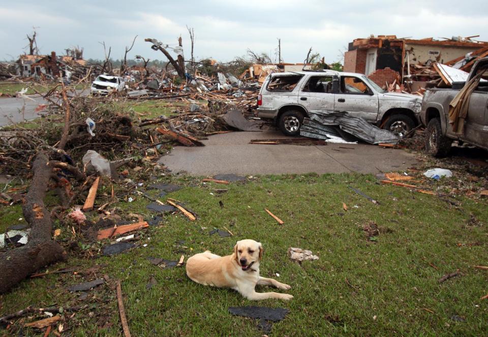 A stray dog rests among the debris on April 27, 2011, in Tuscaloosa after a powerful tornado caused massive damage. [Staff file photo]