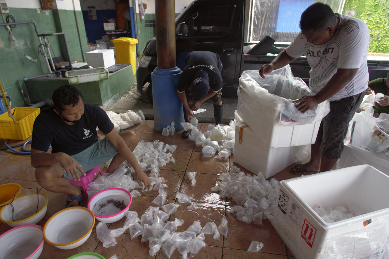 Workers sort aquarium fish caught and delivered to an export warehouse in Denpasar, Bali, Indonesia, on April 12, 2021. Fish from around Indonesia are brought to this facility. (AP Photo/Alex Lindbloom)