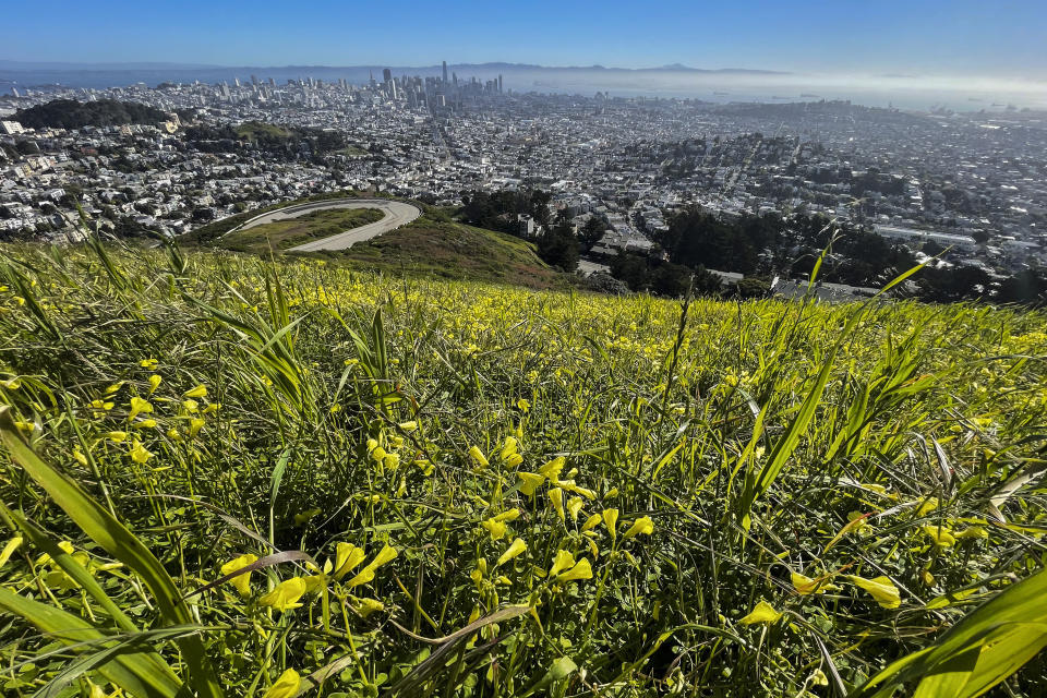 Twin Peaks is carpeted with flowers in San Francisco, Monday, April 1, 2024. Carpets of tiny, rain-fed wildflowers known as "Superblooms" are appearing in parts of California and Arizona. Their arrival draws droves of visitors who stop to glimpse the flashes of color and pose for pictures. (AP Photo/Haven Daley)