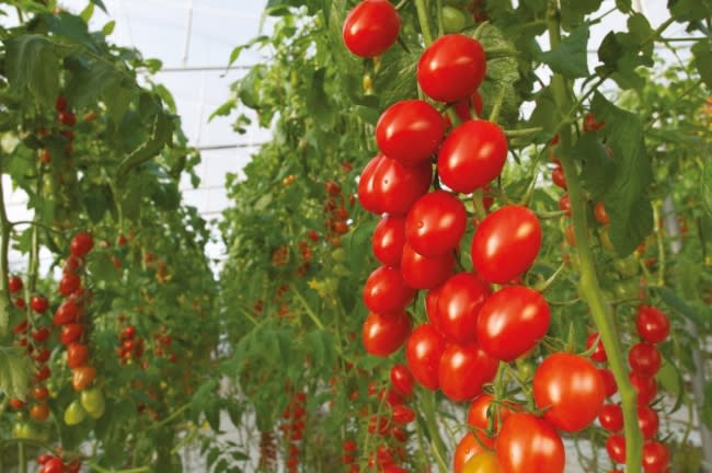 Bayer will launch its organic vegetable seed portfolio in 2022 with a focus on key crops for the greenhouse and glasshouse markets