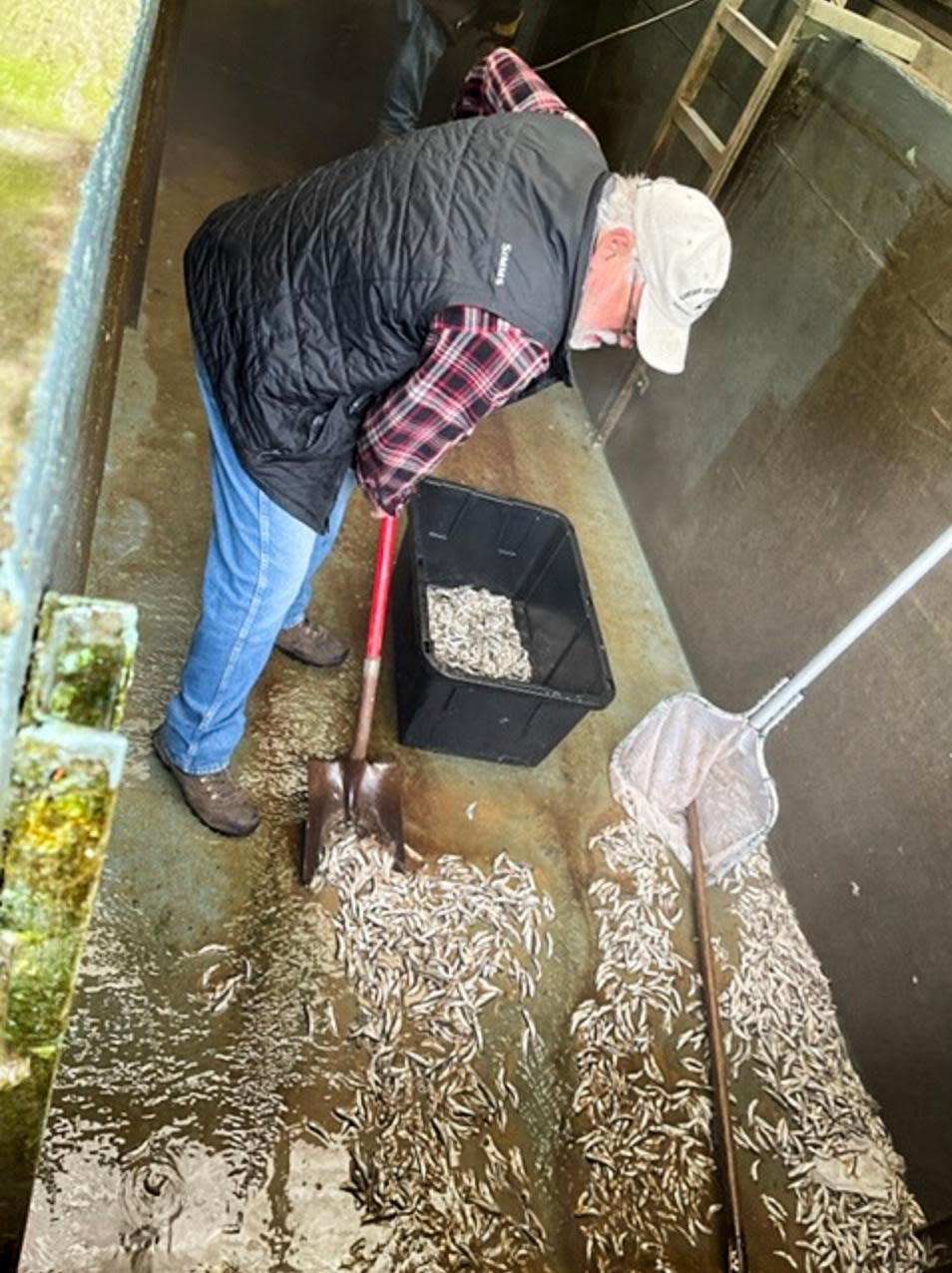 <span>Tim Hooper, hatchery manager, shovels dead pre-smolts from the bottom of a rearing pond.</span><span>Photograph: Oregon department of fish and wildlife</span>