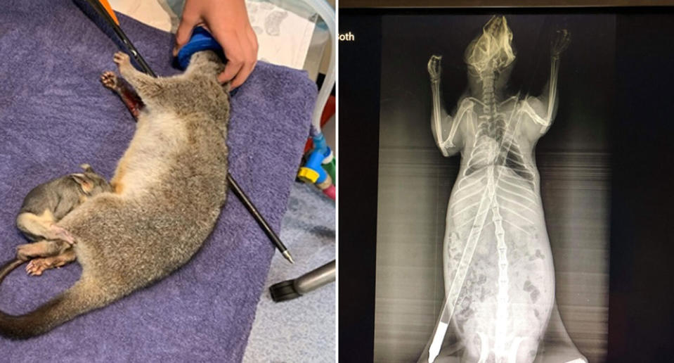 A mother possum pictured with an arrow through her stomach found in Humpty Doo. She was later euthanised.