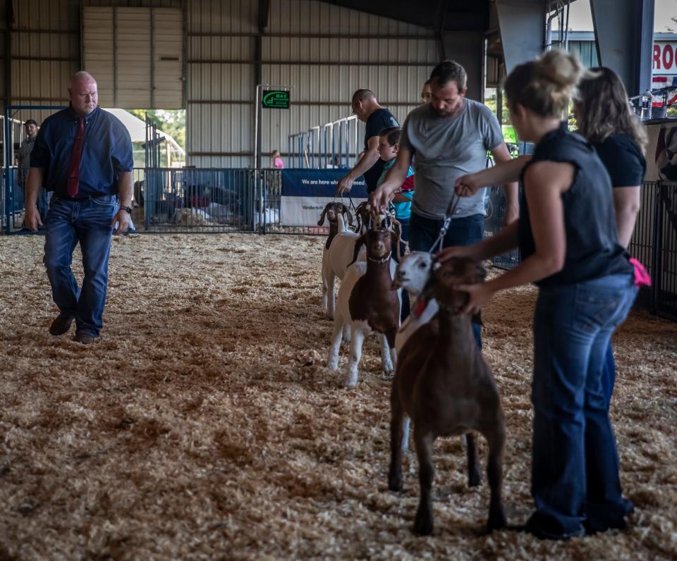 Competitors present their goats for judging at the 2022 Wilson County Fair — Tennessee State Fair in Lebanon.