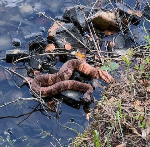 Snake from pond at John Douglas' Cantonment pond