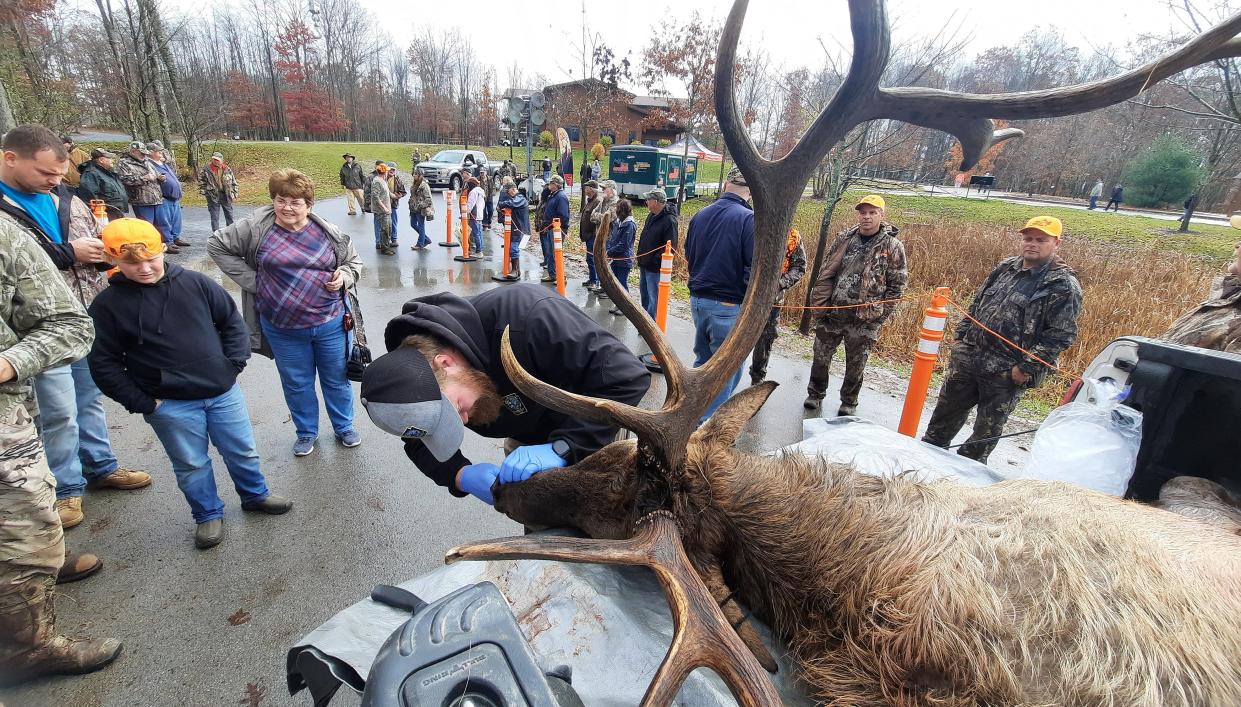 Nate Huck of the Pennsylvania Game Commission, checks on the teeth of a bull elk Tuesday at the agency's check station at the Elk Country Visitors Center in Benezette.