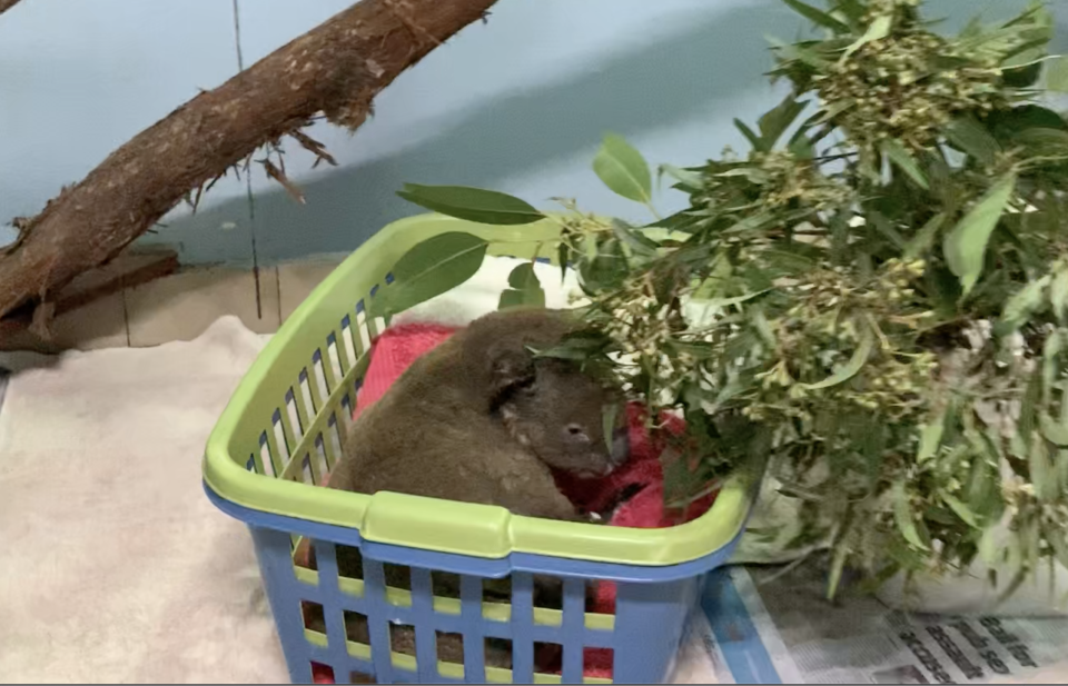 A double laundry basket with a sad looking koala in it. There are gum leaves to our right. 